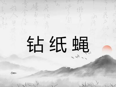钻纸蝇